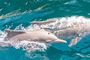 Cruzeiro Dhow e observação de golfinhos no fiorde Khor Sham